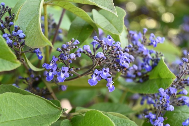 Vitex pyramidata, photographed by Dante S. Figueroa
