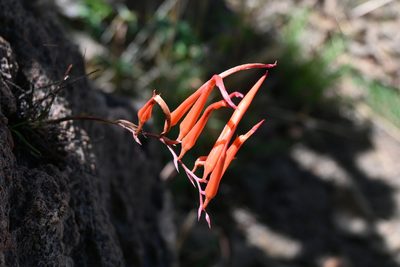 Pitcairnia palmeri, photographed by Dante S. Figueroa