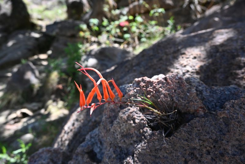 Pitcairnia palmeri, photographed by Dante S. Figueroa