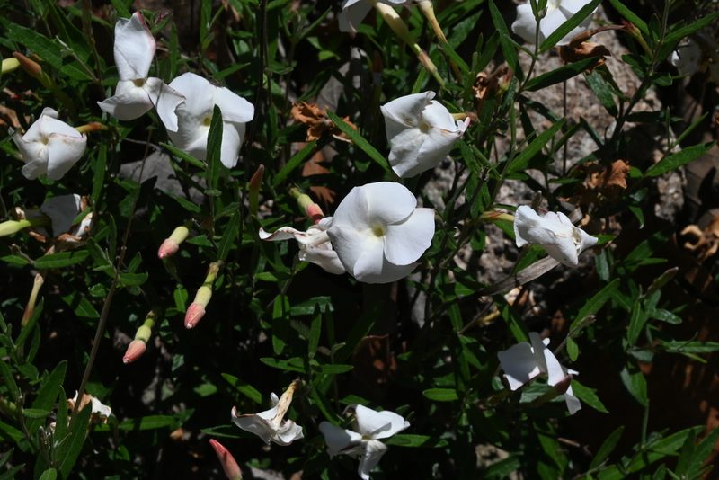 Mandevilla hypoleuca, photographed by Dante S. Figueroa