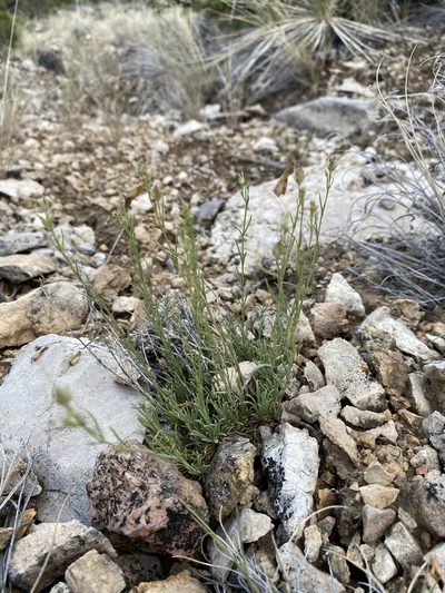 Penstemon laricifolius, photographed by Matt Berger