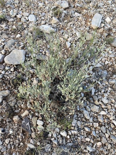Eriogonum brevicaule, photographed by Matt Berger