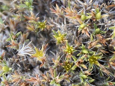 Paronychia sessiliflora, photographed by Matt Berger