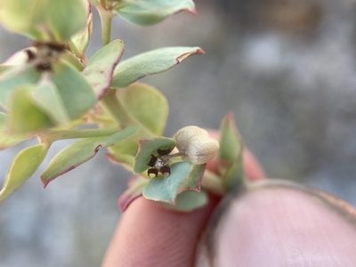Euphorbia brachycera, photographed by Matt Berger