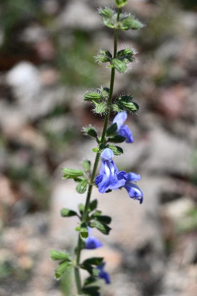 Salvia heterotricha, photographed by Dante S. Figueroa