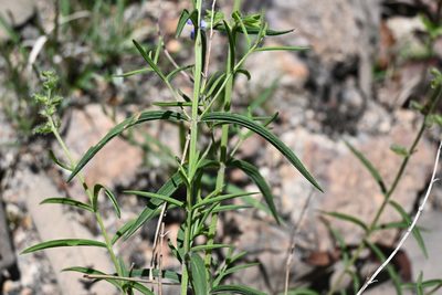 Salvia heterotricha, photographed by Dante S. Figueroa