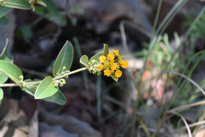 Aspicarpa brevipes, photographed by Dante S. Figueroa