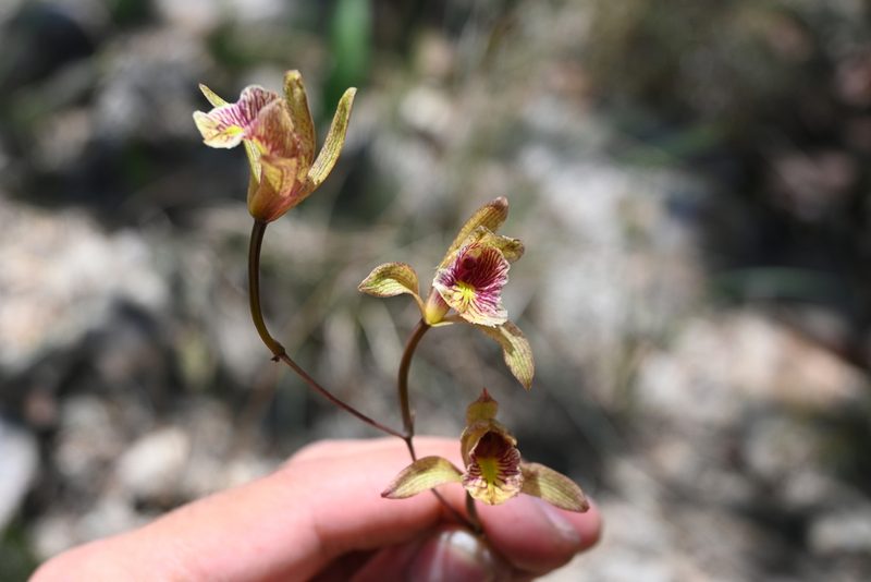 Bletia ensifolia, photographed by Dante S. Figueroa