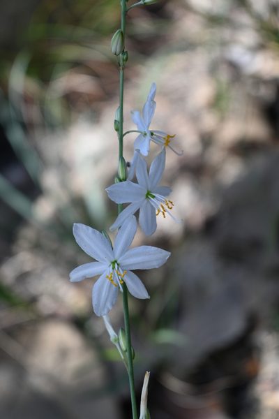 Echeandia gentryi, photographed by Dante S. Figueroa