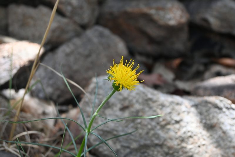 Sinclairia angustissima, photographed by Dante S. Figueroa