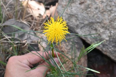 Sinclairia angustissima, photographed by Dante S. Figueroa