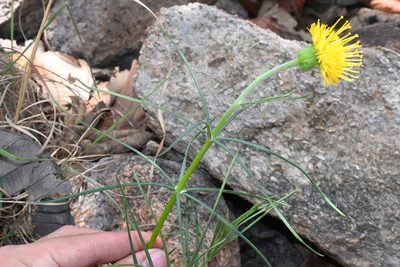 Sinclairia angustissima, photographed by Dante S. Figueroa