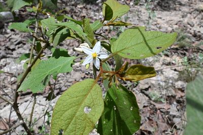 Solanum ferrugineum, photographed by Dante S. Figueroa