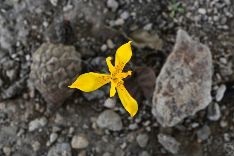 Tigridia dugesii, photographed by Dante S. Figueroa