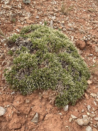 Linanthus caespitosus, photographed by Matt Berger