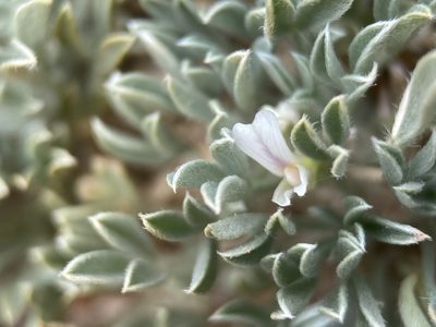 Astragalus hyalinus, photographed by Matt Berger