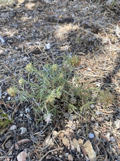 Ipomopsis spicata, photographed by Matt Berger