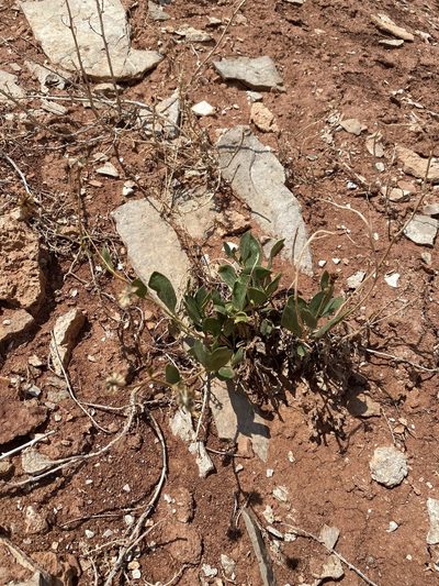 Platyschkuhria integrifolia, photographed by Matt Berger