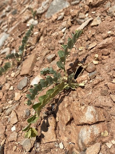 Astragalus oreganus, photographed by Matt Berger