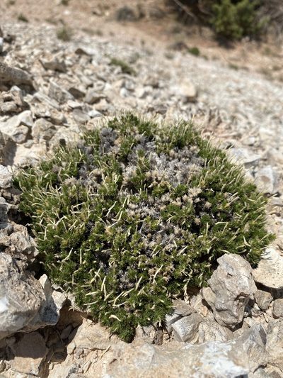 Linanthus caespitosus, photographed by Matt Berger