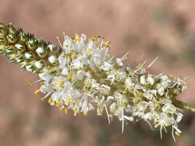Dalea candida, photographed by Matt Berger