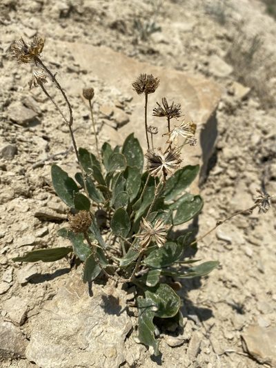 Platyschkuhria integrifolia, photographed by Matt Berger