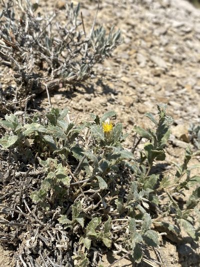 Xanthisma grindelioides, photographed by Matt Berger