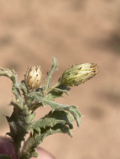 Xanthisma grindelioides, photographed by Matt Berger
