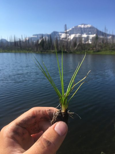 Isoetes bolanderi, photographed by Spencer Quayle