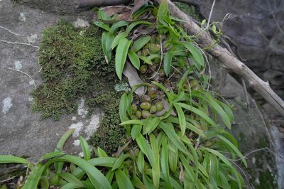 Liparis reflexa, photographed by Gary Williams
