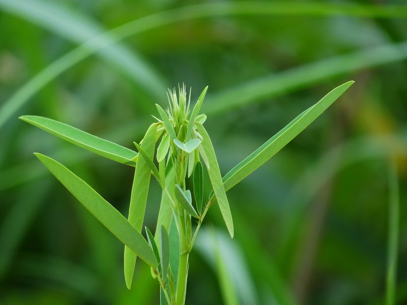 Codariocalyx motorius, photographed by 葉子