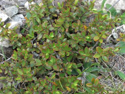 Veronica decumbens, photographed by John Barkla