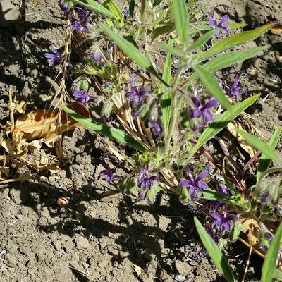 Trichostema laxum, photographed by Alex