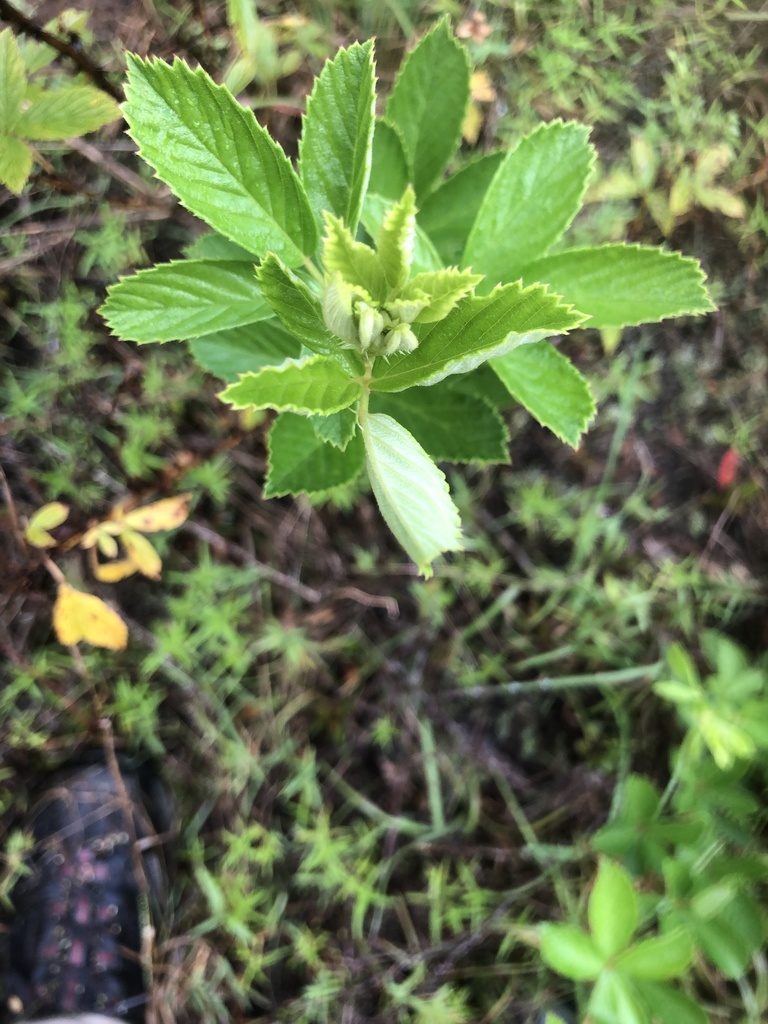 Rubus probabilis, photographed by John Kees