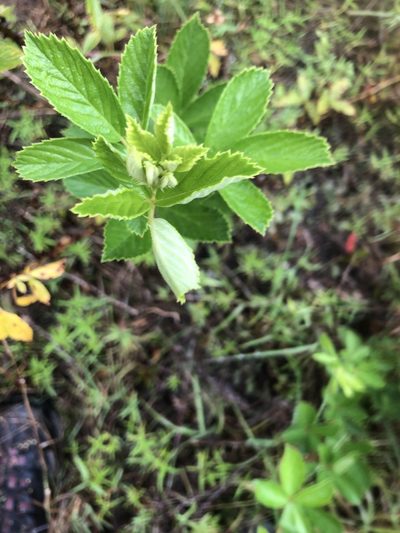 Rubus probabilis, photographed by John Kees