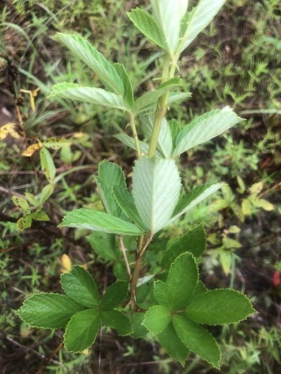 Rubus probabilis, photographed by John Kees