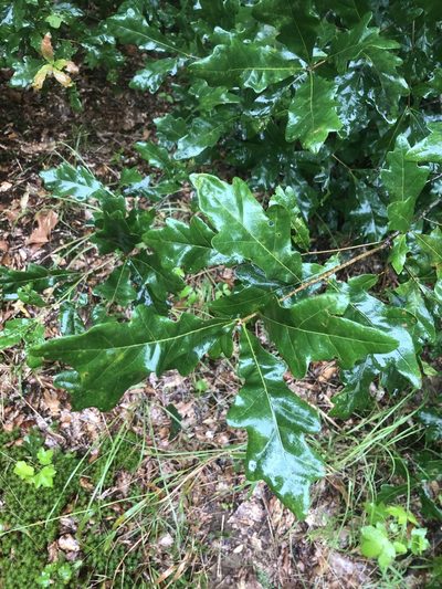 Quercus austrina, photographed by John Kees