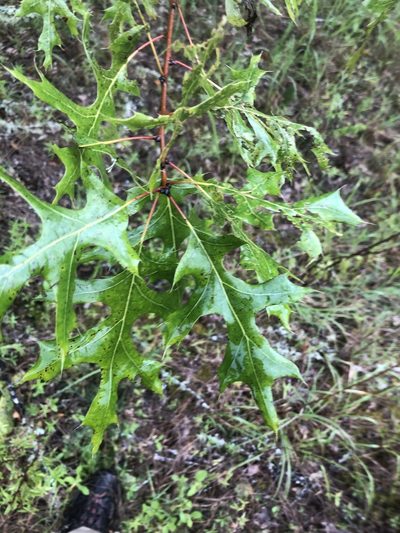 Quercus texana, photographed by John Kees