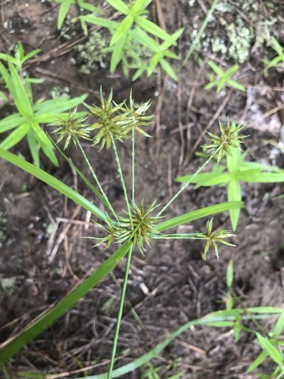 Cyperus retroflexus, photographed by John Kees