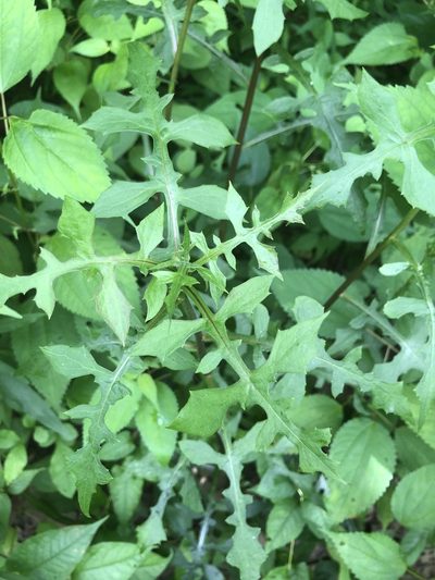 Lactuca hirsuta, photographed by John Kees