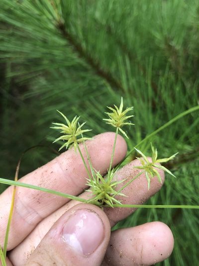 Cyperus retroflexus, photographed by John Kees