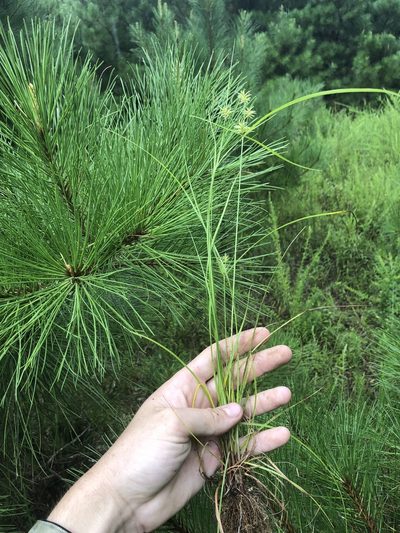 Cyperus retroflexus, photographed by John Kees
