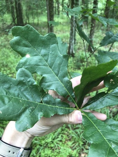 Quercus austrina, photographed by John Kees