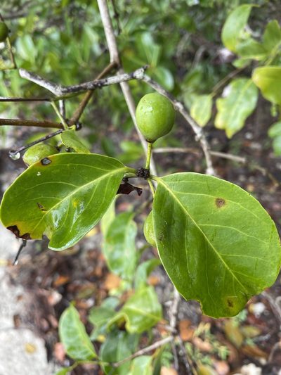 Salacia chinensis, photographed by Oliver S.