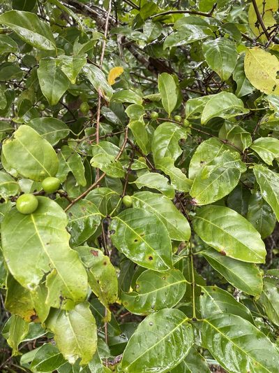 Salacia chinensis, photographed by Oliver S.
