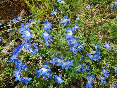 Leschenaultia biloba, photographed by Cal Wood