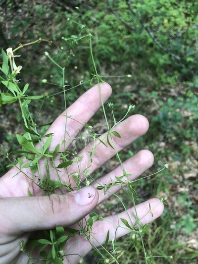 Cerastium nutans, photographed by John Kees