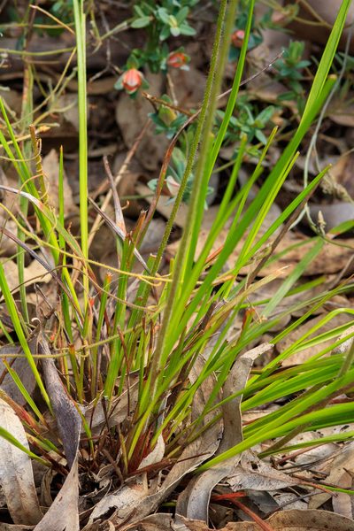 Stylidium affine, photographed by Cal Wood