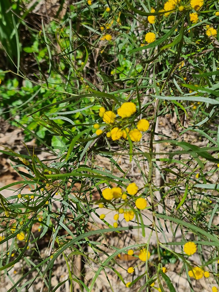 Acacia dentifera, photographed by Cal Wood