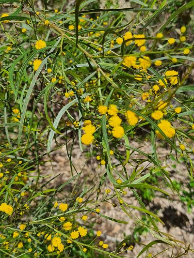Acacia dentifera, photographed by Cal Wood